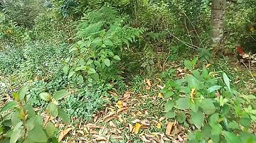 Bẫy gà rừng kèo 2,12h ngày 14/2/2019 bổi mã vàng cực đẹp. Cuab qaib qus liab daj zoo nkauj kawg