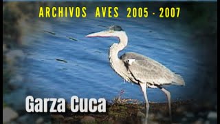 GARZA CUCA - Archivos Aves 2005 - 2007