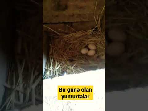 Video: Yumurtalı toyuq nədir?