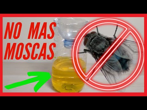 Video: ¿El vinagre mata las moscas domésticas?