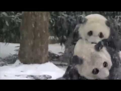 Video: Pet Scoop: Bo Obama viert Pasen met veteranen, Panda's Ontvang een 'Love Tunnel' in Zoo