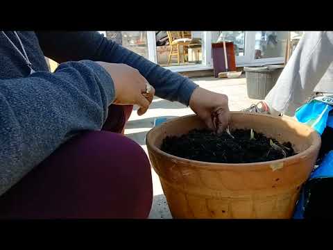 How to plant Daffodils using pots