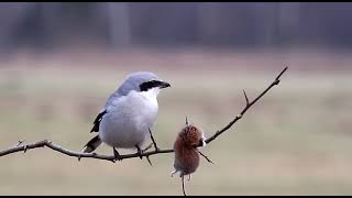 Download Lagu Burung Cendet Abu-abu besar MP3 Download Lagu Burung Cendet Abu-abu besar MP3