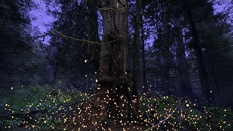 With rainforests under threat, this artist turns them into magic