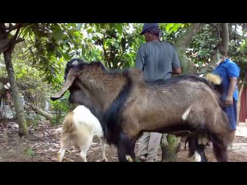 MASIH PERAWAN⁉️ JEBOL SAMA PEJANTAN TANGGUH/KAMBING KAWIN