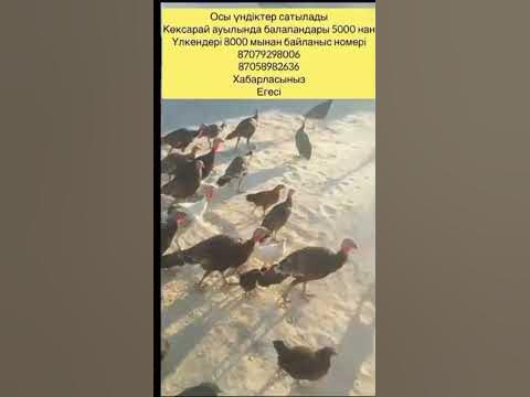 Үндік ундюк тауық - YouTube