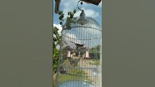 Ciblek Sawah Edan Full Ngebrend