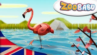 Zoobabu | Flamingo AND MORE | Cartoons for Children