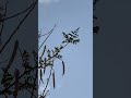 طيور على شجرة المورينجا