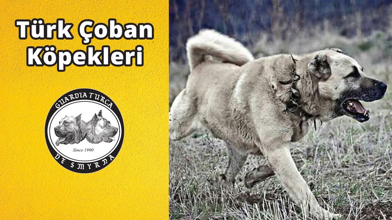 Turk Coban Kopekleri Youtube