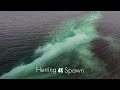 Herring Spawn in 4k