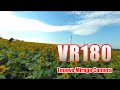 [VR180]観光農園 花ひろば 向日葵VR [Mirage Solo Camera]