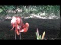 American flamingo✅Phoenicopterus ruber 🐦Красный фламинго