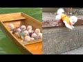 Tik Tok Chó Phốc Sóc Mini - Funny and Cute Pomeranian Videos 😍 #10