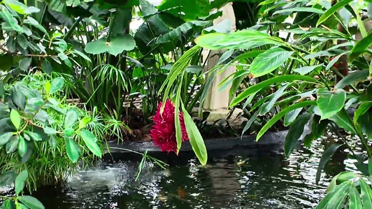 08 - Visiting The Como Zoo Conservatory (part 2)