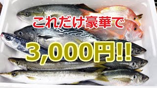 【鮮魚のネット販売】地方卸売市場だからこそ出来る。新鮮格安な鮮魚BOX（福箱）の作成現場に密着！港の駅めいつオンラインショップ♪