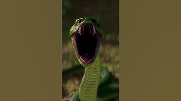 The Jungle Update releases on May 1st 🐯🐊🌴