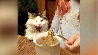 Best Try Not To Laugh Funny Animal Videos