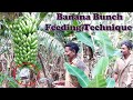 Banana Bunch Feeding Technique in banana farming  |  Banana tree fertilization