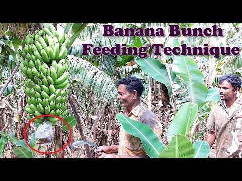 Video: Hvad er krav til banangødning: Tips til at fodre bananplanter