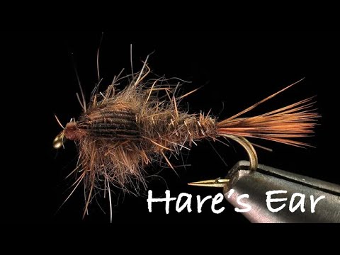 Video: Bỉ Hares: Cuộc đua ngựa của thỏ