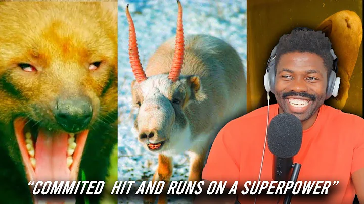 10 Animals You Definitely Forgot Existed | The Chill Zone Reacts