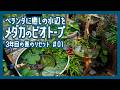 【メダカのビオトープ/01】春のベランダに癒しの水辺を｜3年目の水替え・株分け手順と冬越したメダカたちの様子