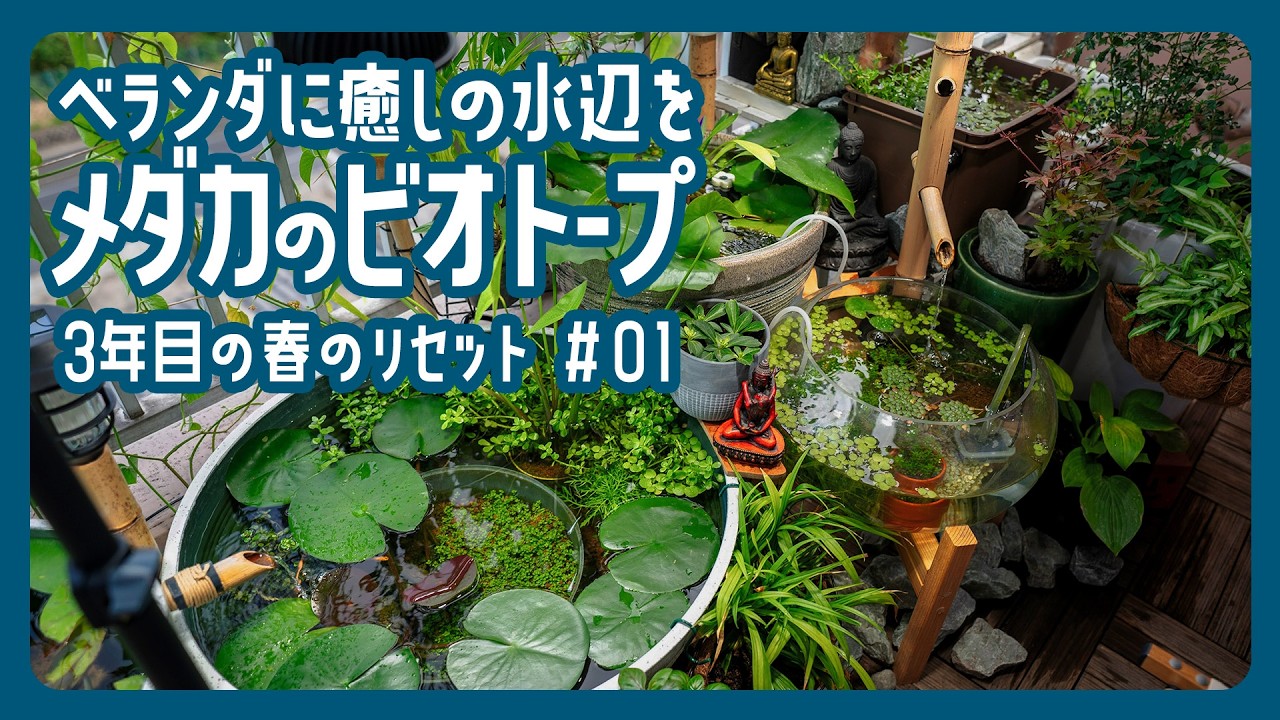 Medaka Biotope/01] A calming waterside on your balcony in spring