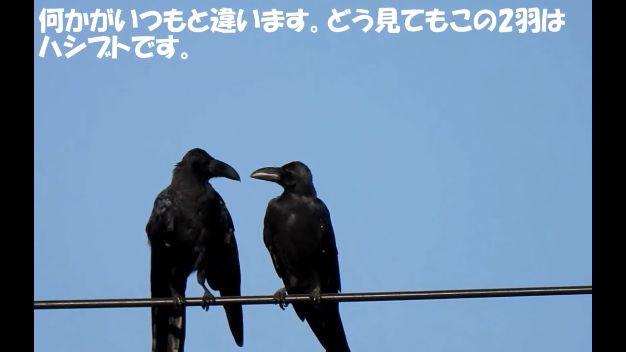 38 ハシボソガラスの縄張りにやってきたハシブトガラスへの対応 Youtube 38 ハシボソガラスの縄張りにやってきたハシブトガラスへの対応 Youtube