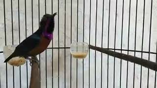 KONIN DACOK (Kolibri Ninja Dada Coklat) Gacor Ngotot Bikin Emosi Lawan