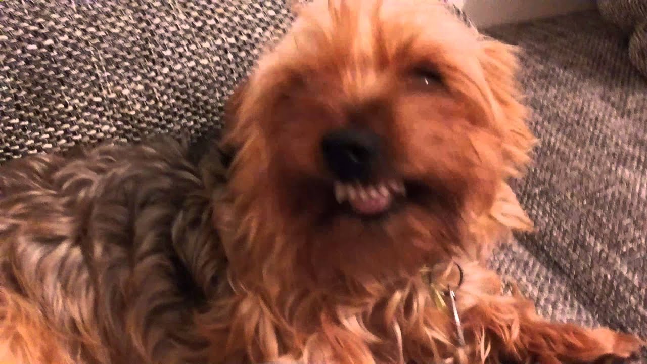 nely 001 pies sie usmiecha (lachender Hund) YouTube