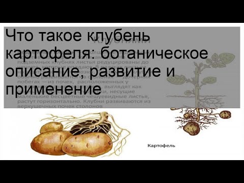 Что такое клубень картофеля: ботаническое описание, развитие и применение