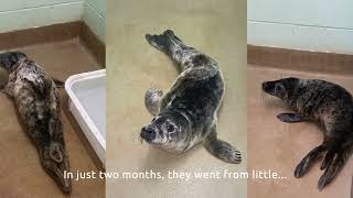 Flying seals by British Divers Marine Life Rescue 436 views 4 months ago 2 minutes, 55 seconds