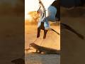 Secretary birds vs big lizard #wildlife #shorts