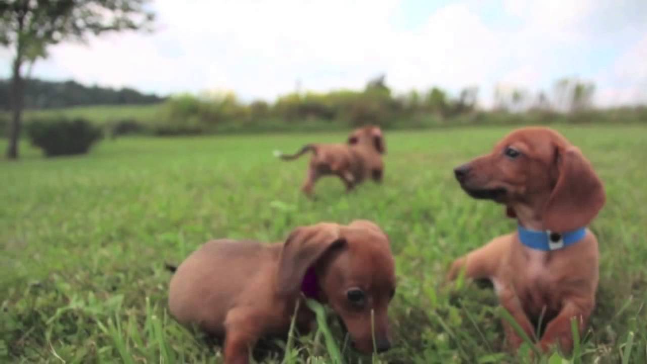 red dapple dachshund for sale