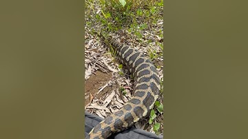 Coastal Carpet Python after a very large recent meal #snakevideo #snake #python #fyp #reptiles
