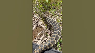 Coastal Carpet Python after a very large recent meal #snakevideo #snake #python #fyp #reptiles