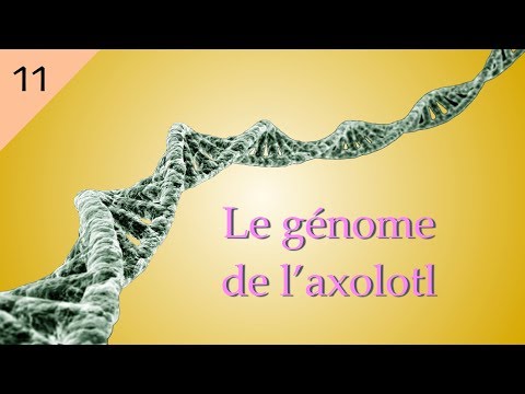 Vidéo: Les Scientifiques Ont Démonté Le Génome De L'axolotl Et Ont Déclaré Qu'il Aiderait Les Gens à Développer Des Membres - Vue Alternative