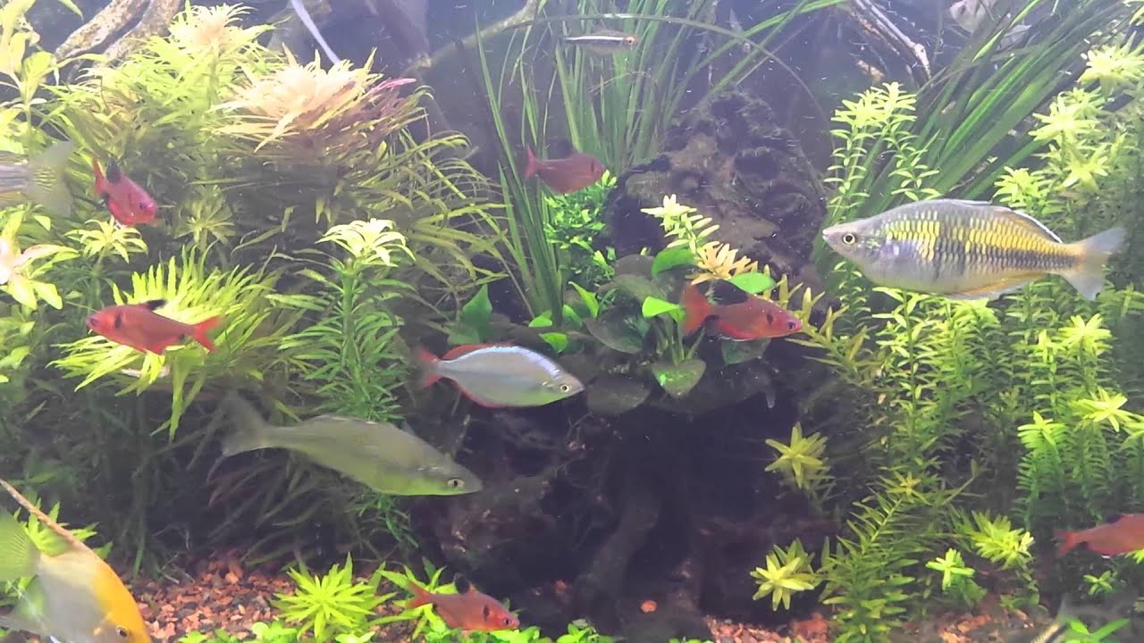 angel-fish-spawn-update-youtube