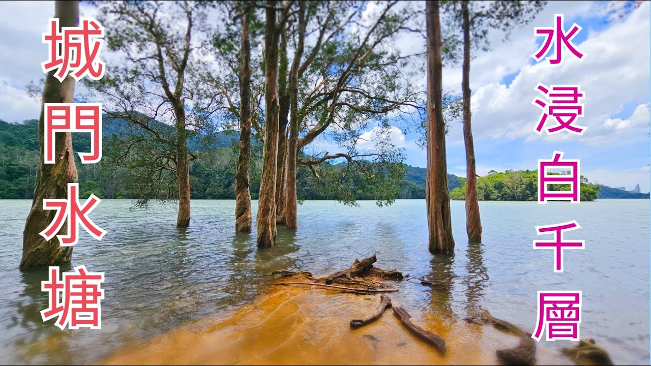 城門水塘｜水浸白千層｜假日閒遊攝影打卡好去處♤♤23082025♡♡