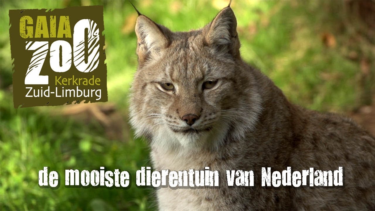 GaiaZOO Kerkrade de mooiste dierentuin van Nederland! YouTube GaiaZOO Kerkrade de mooiste dierentuin van Nederland! YouTube