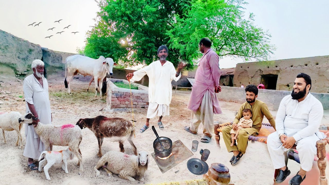 The life of people living in the desert | Companion animal care | Village life in Pakistan | Rohi