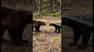 Wolverine vs Honey Badger – Explosive Speed Fight with Face Bite Lock  Ultra Realistic Wildlife Batt