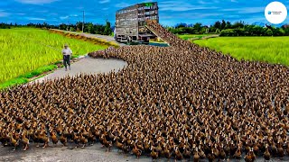 Cómo Los Agricultores Chinos Crían Y Procesan Miles De Millones De Patos Cada Año ?