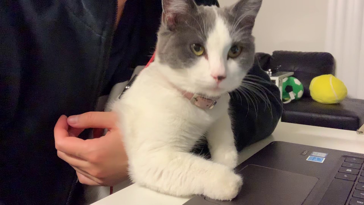 (FUNNY CAT MOMENT) BROWSING INTERNET WITH MY MOM 