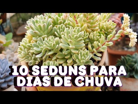 Vidéo: Qu'est-ce que Sedum 'Firestorm' - En savoir plus sur les plantes Firestorm Sedum