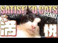 ご満悦な猫