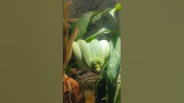 Green tree python(Morelia viridis) #shorts #python #reptiles#snake#nature #beautiful