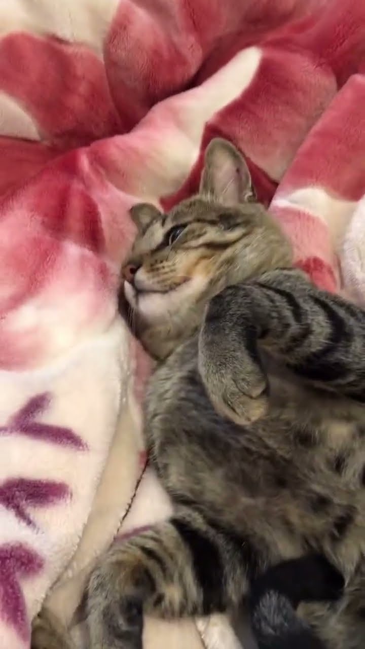 Funny cat ????