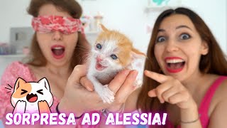 @AlessiaAdventures scopre i miei gattini a sorpresa!